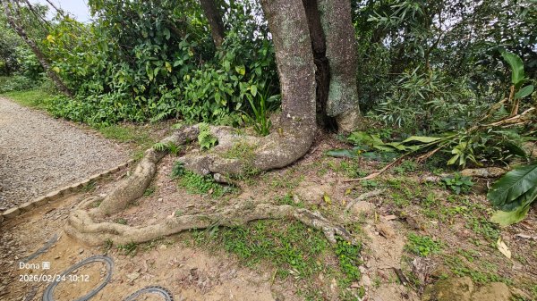 圓通寺烘爐地登山步道大O走3006999