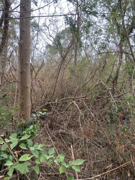 20250405屏東頂楓港山-上楓港山2757492