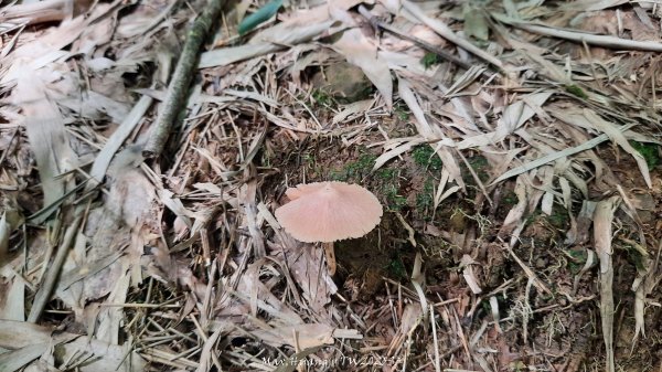 《南投》溪頭三秀｜溪頭山竹崙山志騰山O繞樟仔林林道202509212893450