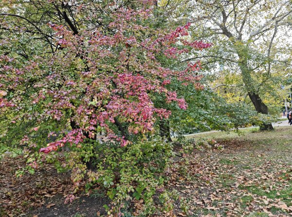 [紐約馬之行-11] 2025_1101 中央公園-畢士大露臺2945095