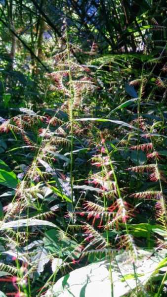 貴妃山、那結山O走1478339