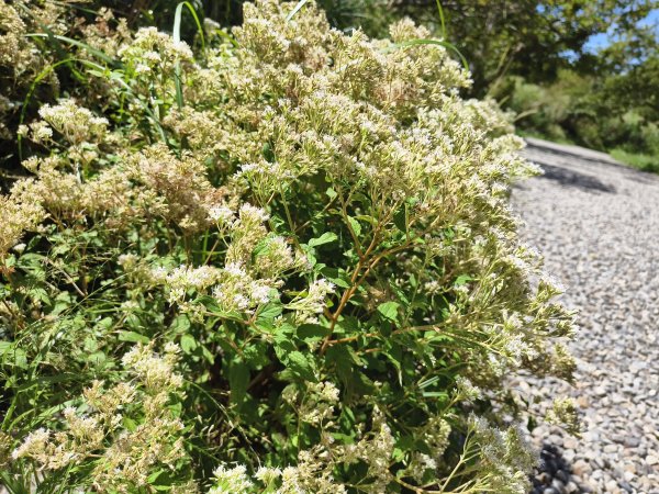 [百山百鳥尋旅-11/15] 2025_0927 大屯主峰-連峰步道_二子坪步道2899553