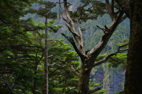 玉山主峰步道1756356