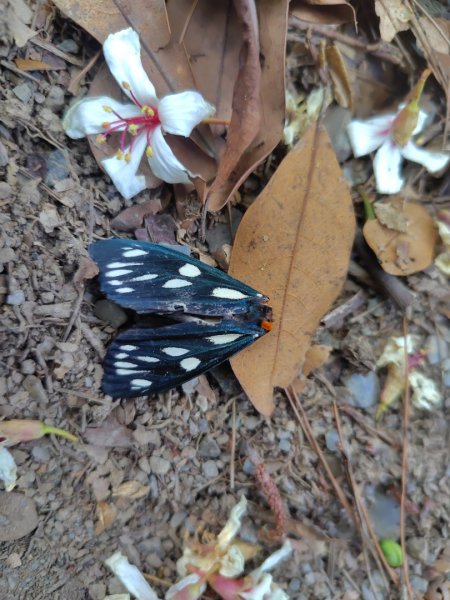 朝聖橋-射鹿部落-高燕部落-旗鹽山-排雲瀑布-沙拉灣瀑布2771041