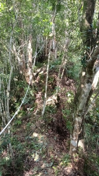 坪林區仁里坂山-火炎山未竟跟聯合艦隊除草去3125123