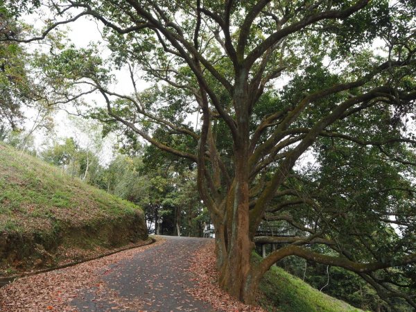 南投魚池貓囒山步道20200216838312