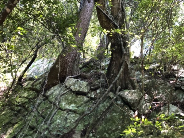 1080828谷關七雄老四～波津加山663595