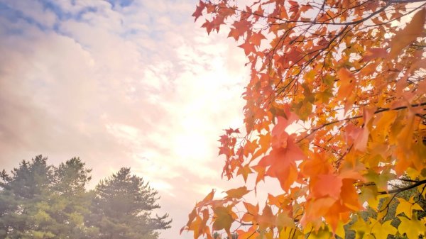 【紅葉情報】楓葉變紅囉！季節限定的大雪山浪漫楓景千萬別錯過~