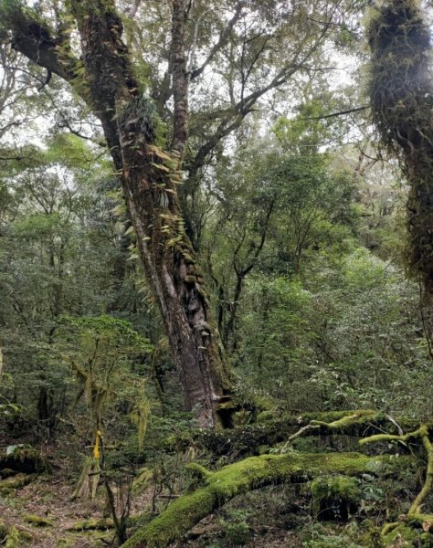 🥵20231107南一段會繞過🤷忘記的溪南山2340099