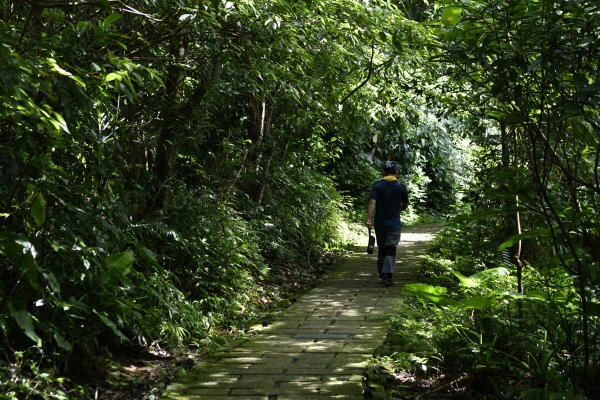 被遺忘的南港山角落：樹梅古道1444324