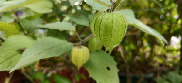 2025/05/03_白蘭溪古道2778155