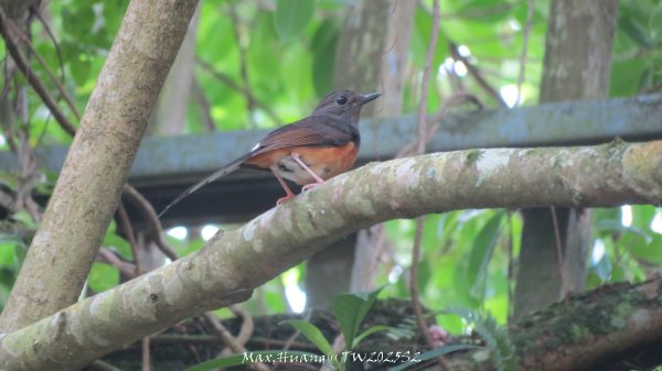 《苗栗》桐花茶園｜四月雪小徑登慈濟山三義山202504272771198