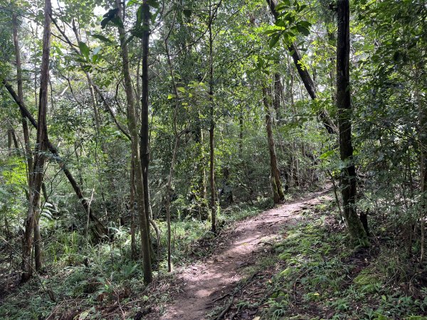 [微笑山線_第十二段] 2025_0803 五分山系_嶺腳寮山2851334