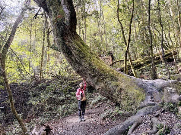 鎮西堡巨木步道B區全段+A區部分3008503