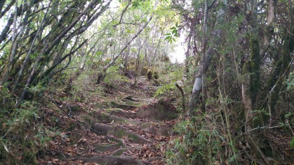 嘉義 阿里山 兒玉山、東水山、北霞山1486730