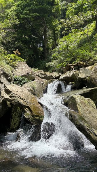 戲水（鴛鴦2786730