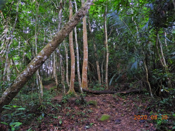 苗栗 卓蘭 大克山1083268