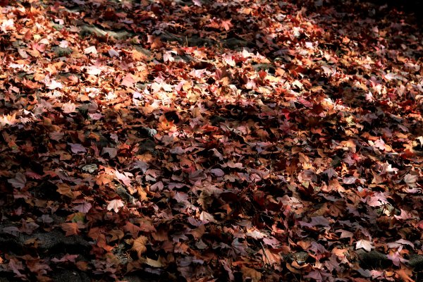 【南投~仁愛】清境農場賞銀杏落羽松楓紅1209035