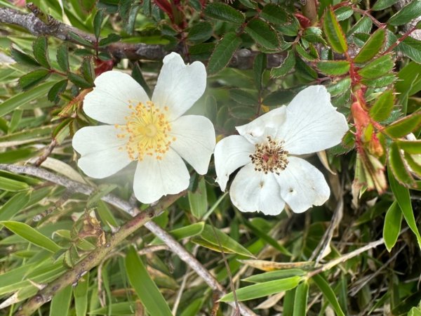 合歡山群峰（南峰、石門山、尖山、東峰）2626646