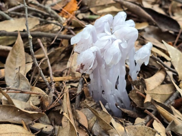 橫嶺山／沙蓮山／笛吹山O繞2787696