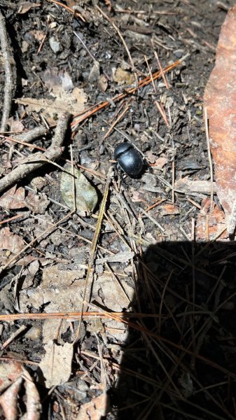 雪見大板根2877609