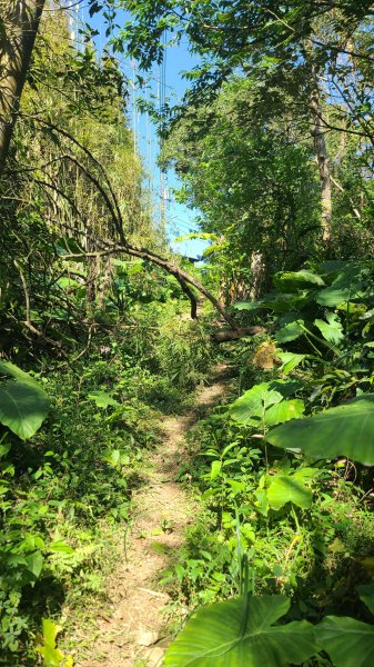 2025-0130溪和宮-大崎頭步道-鵝尾山-平溪步道-鵝尾山水田-42巷-溪山百年古圳-平菁步道2701920