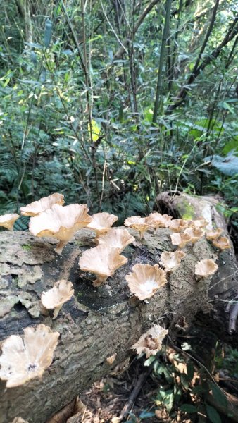 銀河-楣子寮溪-肆方巖-四面頭山-十六分山-三玄宮山-鵝角格山-樟湖-銀河2544625