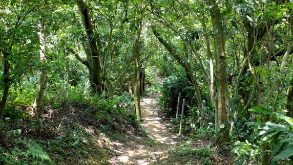 拳山古道,土地公嶺古道,中埔山古道,文山森林公園2578171