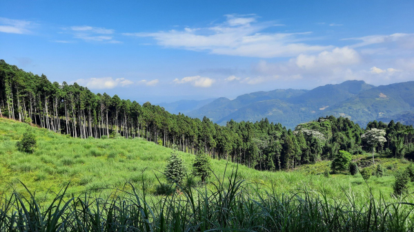 《新竹》柳杉林海｜油羅山O型