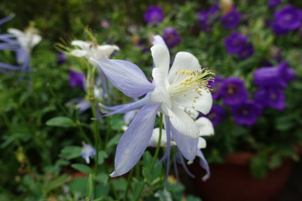 內雙溪自然中心藥用植物園1287953