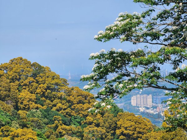 新竹芎林｜飛鳳山×石壁潭山｜飛石步道南線下切至觀日坪古道1800m入口3045967