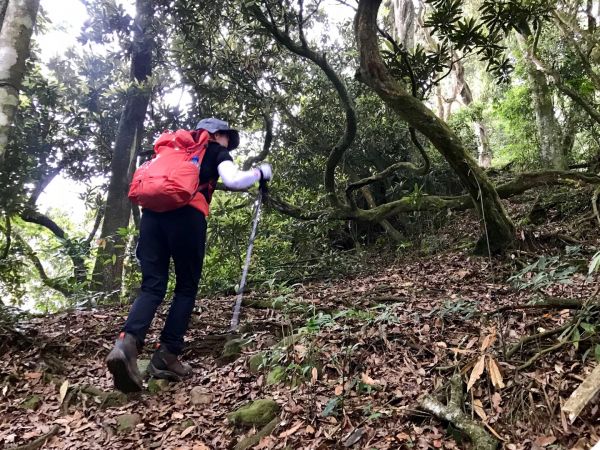 溪頭健走鳳凰山346281