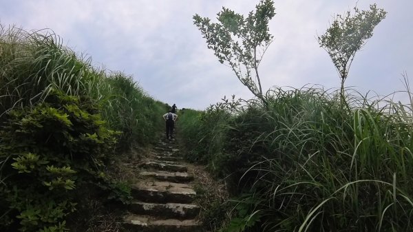 20250501_陽明山東西大縱走-round#32784146