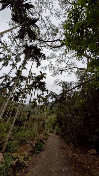 後尖山步道3008290