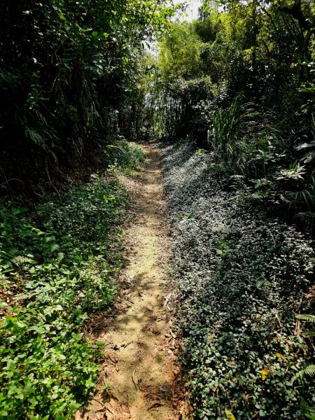 三段崎古道-2025森遊竹縣皮皮獅探險隊2890098