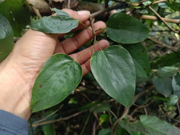 回歸自然的杜仔湖步道上雙子山2677794