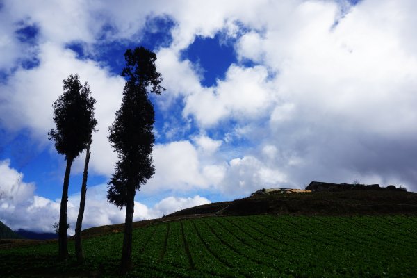 深秋。楓紅1190460