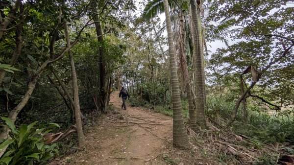 114.12.20劉銘傳隧道-獅球嶺北峰-獅球嶺東砲台山-獅球嶺池-獅球嶺砲台山之旅2966723