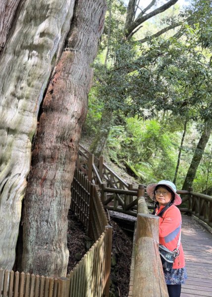 新中橫看玉山 首訪鹿林神木2836986