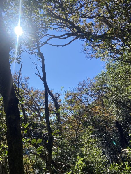 114.11.16 北得拉曼追黃金山毛櫸2937878