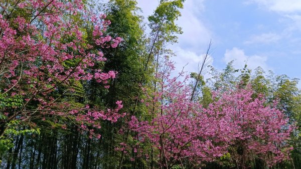 集集大山慢活行（孟宗竹林登山口）1627449