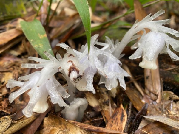 水社大山水晶蘭大爆發881610