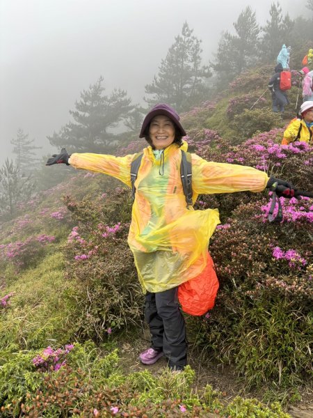 合歡北峰紅毛杜鵑盛開_202406052518340