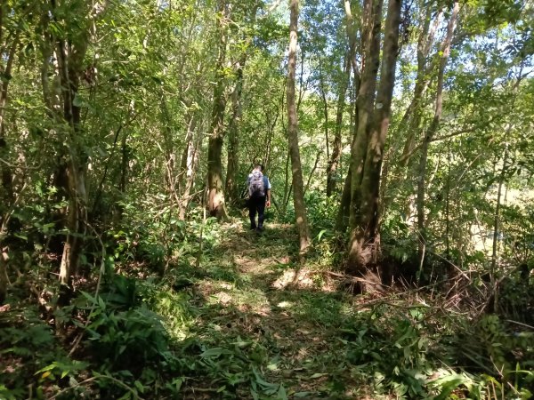 雙溪區內盤山坑古道+石硿子越嶺古道+盤山坑古道+過火坪古道O型2914378