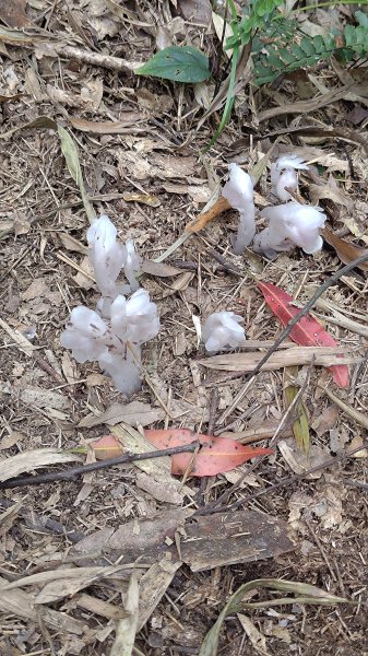 溪頭鳳凰山2759184