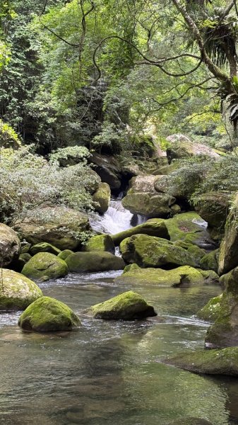 戲水（鴛鴦2786706