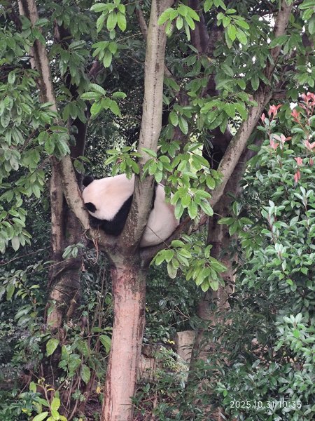 四川成都大熊貓繁育研究基地2940717