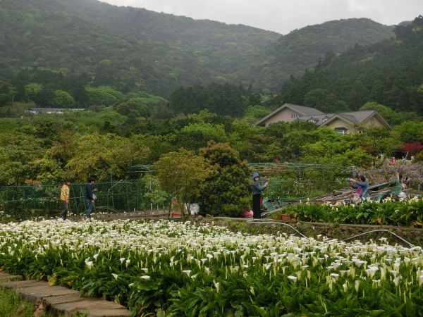 竹子湖海芋季300802