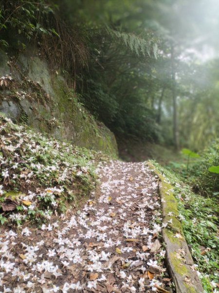 北宜路-崎頭崙山-六分山-肆方巖-楣子寮溪-銀河洞O型走2139128