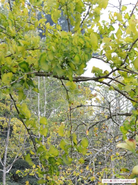 《南投》竹林銀杏｜鹿谷長源圳古道、大崙山銀杏森林、武岫201709212890496